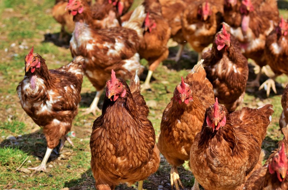 chicken-g2de721342_1920