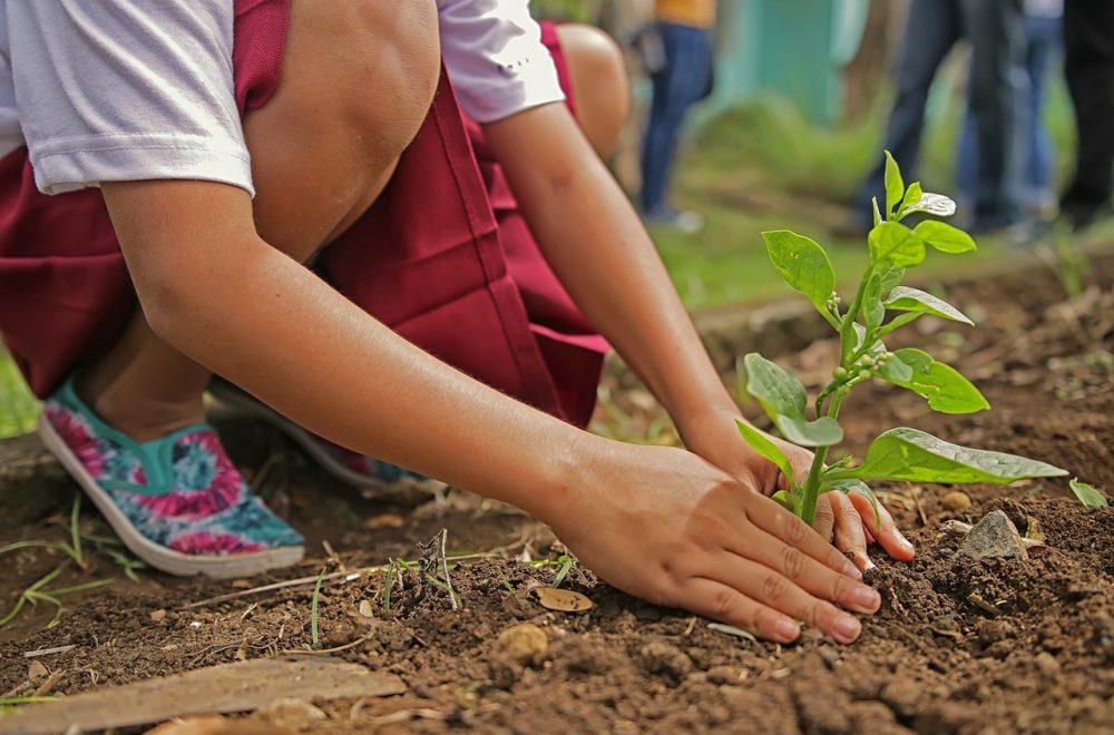 planting-1898946_1280